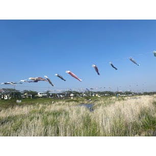 相川鯉のぼり
#202505 #s岐阜