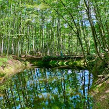 新潟県十日町市の美人林。
ブナの林で立ち姿の美しさから美人林と呼ばれています。


#新潟県 #十日町市 #美人林