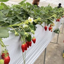 神戸でもいちご狩りができる！
【ニコファームうえだ】　神戸市北区

2010年頃から、ビニールハウスで天然肥料にこだわったいちご栽培を開始したんだそう。
2025年現在は章姫やよつぼし、ほか複数の品種を栽培しつつ、米や枝豆なども手がけていらっしゃいます。
12月から6月にかけてはいちご狩りも開催しています。