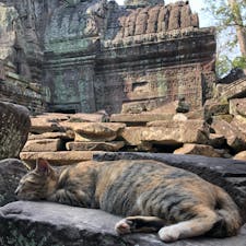 猫と遺跡って最高だと思う
アンパンマンと恐竜も可愛かった
そして、木の生命力に圧倒された