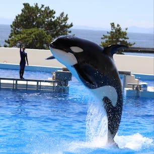 毎回ショーの内容が違う