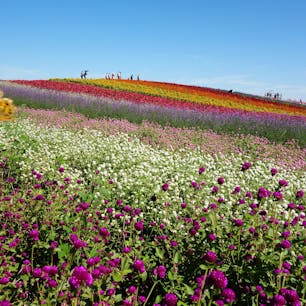 壮大な花畑を楽しめるやくらいガーデン。

教会や季節に合わせたディスプレイなど、フォトスポットが沢山あります。

#宮城県 #やくらいガーデン
