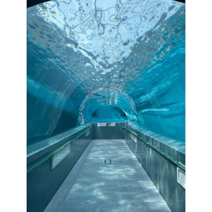 太地町立くじらの博物館

初めての和歌山。
くじらとイルカがメインの小さな水族館。

混雑しておらず、のんびり過ごすには丁度いいです。

#和歌山