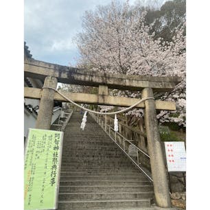 4月上旬🌸
桜満開で良かったです