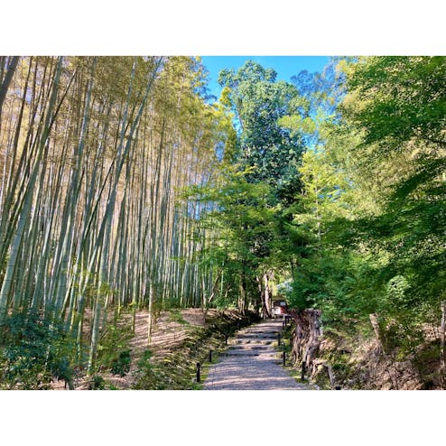 地蔵院（竹の寺）