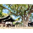 〈艮神社②楠〉
境内を覆い尽くすように繁る大楠。
樹齢900年と言われる市の天然記念物。