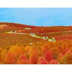 コキアの紅葉後半とコスモスが見頃を迎えている「国営ひたち海浜公園」へ🍁

みはらしの丘はもちろんのこと、園内のあちらこちらで秋が感じられました☺️