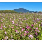 茨城県下妻市の小貝川ふれあい公園へ✨

フラワーゾーンではちょうどコスモスが見頃を迎えていて、筑波山とのコラボレーションを楽しめました🥰