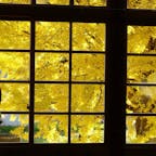 現在は廃校になり、地区の観光拠点施設になっている旧喰丸小学校。

樹齢120年を超える大イチョウがシンボルです。

#福島県 #旧喰丸小学校