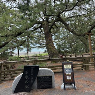 羽衣の松
#202505 #s静岡