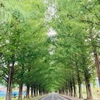 滋賀
メタセコイヤ並木

緑のトンネル
本当に素敵