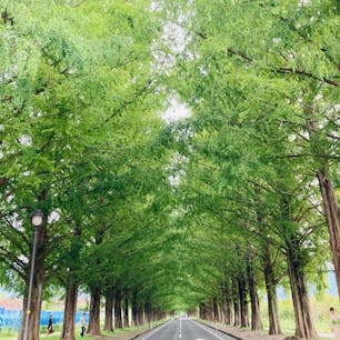 滋賀
メタセコイヤ並木

緑のトンネル
本当に素敵
