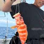 【体験フィッシング　FISH SONG フッシュソング】
石垣市まで体験フィッシングが楽しめます。
今回ご紹介するのは「FISH SONG」さん。
新川漁港から出発して、約2時間、釣れるポイントなどを探しつつ、釣りを楽しませてくれます。
釣れた魚は、提携しているお店で調理して食べることも可能です。