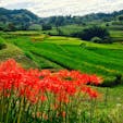 明日香村の稲渕の棚田では、ちょうど彼岸花が満開でした。田んぼの緑に彼岸花の赤が映えて、コントラストがとってもきれい。