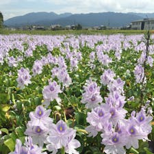 本薬師寺跡のホテイアオイはまだまだ見頃！一面に薄紫の花畑が広がっていました。