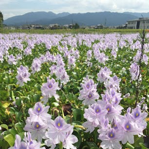 本薬師寺跡のホテイアオイはまだまだ見頃！一面に薄紫の花畑が広がっていました。