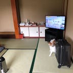 ペットと泊まれる！
【料理旅館 むらさわ（昼神温泉・長野）】
旅館では珍しく、ペットとお部屋に一緒に入るのはもちろん、一緒に寝たり、一緒にご飯を食べたりすることができる旅館です。
（温泉はダメですが…）
ペットの扱いもよくわかっていらっしゃって、玄関にはお散歩時に必要なうんこセットや、帰ってきてから足をふけるタオルも置いてくださっています。