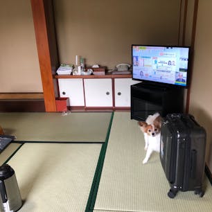 ペットと泊まれる！
【料理旅館 むらさわ（昼神温泉・長野）】
旅館では珍しく、ペットとお部屋に一緒に入るのはもちろん、一緒に寝たり、一緒にご飯を食べたりすることができる旅館です。
（温泉はダメですが…）
ペットの扱いもよくわかっていらっしゃって、玄関にはお散歩時に必要なうんこセットや、帰ってきてから足をふけるタオルも置いてくださっています。