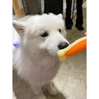 サモエドカフェ サモエドパーク 福岡天神店
福岡で何しようかなぁと思った結果、サモエドカフェで癒されてきました😊
ヤンチャな子からお眠な子まで可愛かった😍
#福岡#天神