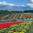 美瑛 色彩の丘
行ったのは8月の終わりなのでラベンダーは終わっていましたが、ケイトウやマリーゴールドが綺麗に咲いていました。
季節に変わるお花畑
冬は雪に覆われてスノーアクティビティが楽しめるようです。