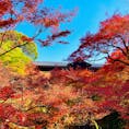 「そうだ京都いこう」の
今年のCMに使われている東福寺は、真っ赤に染まっていました。

相変わらずインバウンド観光客ばかりですが…