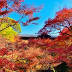 「そうだ京都いこう」の
今年のCMに使われている東福寺は、真っ赤に染まっていました。
相変わらずインバウンド観光客ばかりですが…