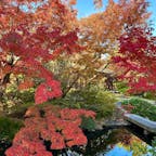 山口県防府市
防府天満宮
茶室芳松庵
紅葉が始まっていました。