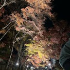 土曜日  河口湖もみじ回廊イルミネーションを見に行きました。
きれいでした