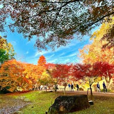 偕楽園のもみじ谷はその名の通り、紅葉が美しいスポットです。

偕楽園の梅園からは少し離れた場所にあります。

#茨城県 #水戸市 #偕楽園もみじ谷