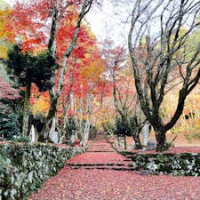 鶏足寺の🍁紅葉
綺麗でした♪