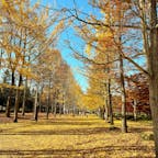イチョウ並木が美しい山形県総合運動公園。

敷地内にはプールやサッカー場の他様々なスポーツ施設があります。

#山形県 #天童市　#山形県総合運動公園