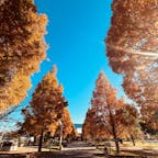 台場駅から少し歩いた場所に拓けた公園内
場所によっては人も少なく写真も撮りやすい
紅葉の時期は一面綺麗に紅葉が見える