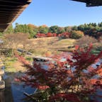 京都市　梅小路公園を散策。朱雀の庭、いのちの森は、ちょうど紅葉が見頃でした。有料ですが入場料は200円と安いです。

市電ひろばには、昭和の頃まで京都市内を走っていた車両が展示されています。市電カフェで、濃厚ながら甘さ控えめで美味しい「美山牛乳ソフトクリーム」を味わいました。