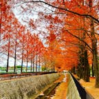 山口市
維新百年記念公園
メタセコイア並木