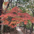 大文字山を散策🍁🍂🍂🍃🍁🍃
南禅寺の奥之院から若王子山経由で山頂へ
450upで京都市が一望
