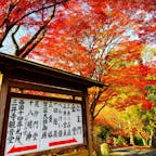 三井寺の紅葉🍁
国宝琵琶湖疏水船滋賀〜京都のうるわしきかな水の旅🚤