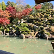 京都市　智積院（ちしゃくいん）

清水寺からも程近い寺院です。大きな池のある庭園が美しく、心が落ち着きました。

金堂前の紅葉もちょうど見頃で、鮮やかでした。紅葉はそろそろ終わりですが、庭園はいつ行っても楽しめそうです。