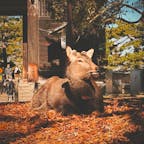 奈良公園
2025 12.5
日向ぼっこしてる鹿さん。
葉っぱついてんのかわいい🍂