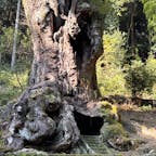 202512
佐賀　武雄
武雄の大楠

樹齢3000年以上の大楠
樹高30メートル、幹回りは20メートル
とにかく圧倒されます
武雄神社の神木になります
以前は楠の近くまで行けてたようですが
今は柵があり近づくことはできません
階段を登った内部は12畳の広さがあり
中に天神様が祀られてるそうです

パワースポットと言われているのが
とてもよくわかりました