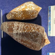 ここにある貝の博物館、すごく綺麗な貝がたくさんあってよかったです