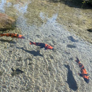 202601
長崎　島原
四明荘

前後左右どこから見ても風光明媚なように
作られた四明荘

落ちないように角度のついた縁側に座って
足をぶらぶらさせながらお茶をいただきました

後ろの座敷から額縁の中の絵に見える様に作られたそうです
他のお部屋も、天井から下がっているライトが
お月様のように見えてすてきなところでした

そしていろんな場所から水が湧き出ていて
本当に透き通っていて心が洗われました