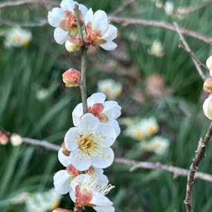 千葉 鋸南町では水仙まつり開催
梅と桜もコラボでした。
