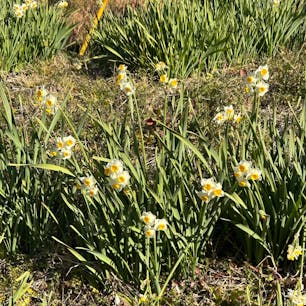 千葉県 鋸南町では水仙と梅と桜のコラボでした。