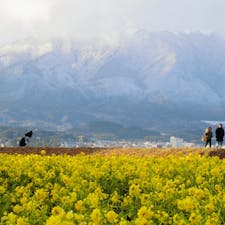 2026 1.31
滋賀県守山市、第一なぎさ公園に行ってきました！
前投稿した彦根城に行ってから、家に帰る途中、いきなり比良山の雲が晴れてきたので急遽寄りました。いやもうほんとにめちゃくちゃ綺麗ですよ、真っ白の雪を被った比良山、そして目いっぱいに広がる黄色の菜の花。そんなんどう足掻いても綺麗になるよね。昔来た時は比良山に雲がかかってたんですが、今回は雲なくて大満足！あと、他の方もめちゃくちゃここの写真投稿してますけど、そんだけ綺麗ってことですよね。ほんとに人生に一度は見るべきだと思います！#菜の花 #春 #山 #絶景 #滋賀 #雪景色 #春の訪れ