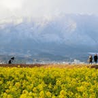 2026 1.31
滋賀県守山市、第一なぎさ公園に行ってきました!
前投稿した彦根城に行ってから、家に帰る途中、いきなり比良山の雲が晴れてきたので急遽寄りました。いやもうほんとにめちゃくちゃ綺麗ですよ、真っ白の雪を被った比良山、そして目いっぱいに広がる黄色の菜の花。そんなんどう足掻いても綺麗になるよね。昔来た時は比良山に雲がかかってたんですが、今回は雲なくて大満足!あと、他の方もめちゃくちゃここの写真投稿してますけど、そんだけ綺麗ってことですよね。ほんとに人生に一度は見るべきだと思います!#菜の花 #春 #山 #絶景 #滋賀 #雪景色 #春の訪れ