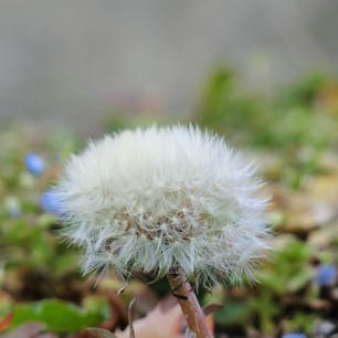 亀岡自然写んぽ / 第1回
2026 2.7
----------------------------------------------------------------------------
これから「亀岡自然写んぽ」というシリーズを展開します🎉理由は、亀岡に親の仕事（畑）の手伝いで行くことが多いから。その合間に写真を撮ってます。ただ手伝いに行くのは稀なので、投稿頻度は1から2ヶ月に1、2回になると思います。
とにかく亀岡は自然いっぱいの場所。
どこを見ても畑、山、大自然🌲
ちなみに、亀岡は京都で３番目の人口を誇る市です。
畑が多いって言っても、中心地は住宅地なので、人口8万人と案外人口は多いです。
ですが、亀岡の端の方は畑ばっかり。
都会住みの方たちに刺さるかと思って始めることにしました。
今回は、畑に生えてる草花を撮りました！
なかなかいい感じに撮れたかな？
正直、山や畑の画像も投稿したかったのですが、絶賛曇りだったのでそれは次回に回します😐
------------------------------------------------------------------------------
撮影機種 CASIO EXILIM EX-100
#春 #京都 #亀岡 #花 #春の訪れ