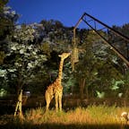 東山動物園のナイトサファリ
#202508 #s愛知