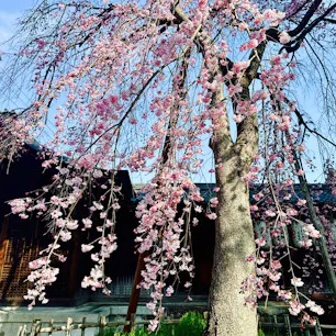 宇治　縣神社
平安時代より平等院の南西の鬼門を守護する神社で、ご祭神は木花開耶姫命（このはなさくやひめ）です。良縁や子宝安産にご利益があるとされており、社殿前には、「木の花桜」といわれる早咲きの枝垂れ桜が綺麗に咲いていました。（3月21日）