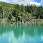 美瑛の青い池と白鬚の滝
2025年8月の写真です。
載せようと思っていて、今頃になってしまいました😅
