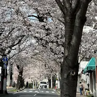 日本の道百選に選ばれた千葉県松戸市にあるさくら通り。約２kmのさくら通りは桜を眺めながらお散歩するのにちょうど良い場所です。
松戸に約30年住んでいるので旅フォトにはなりませんが、桜の季節に思い出して遊びに来て下さると嬉しいです。
たくさんの方にいいねを頂き、フォローをして頂き、ありがとうございました😊
お元気で！